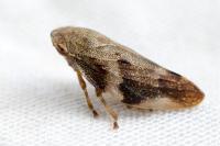 Aphrophora alni