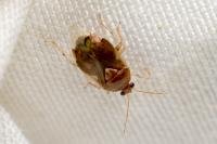 Deraeocoris lutescens