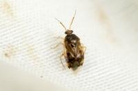 Deraeocoris lutescens