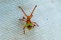 Gonocerus acuteangulatus