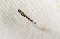 Empicoris rubromaculatus