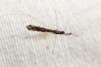 Empicoris rubromaculatus