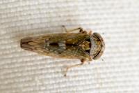 Acericerus