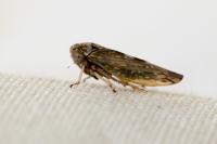 Acericerus