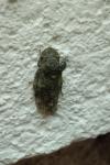 Ledra aurita