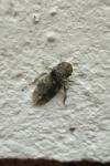 Ledra aurita