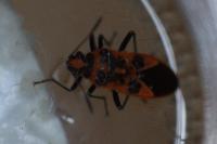Corizus hyoscyami