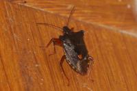 Pentatoma rufipes