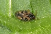 Dictyla humuli