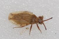 Catoplatus fabricii