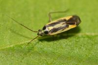 Stenotus binotatus