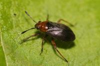 Capsus ater