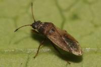 Cymus melanocephalus