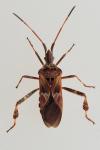 Leptoglossus occidentalis