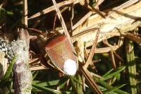 Piezodorus lituratus
