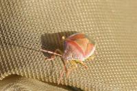 Piezodorus lituratus