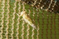 Arytaina genistae
