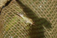 Arytaina genistae