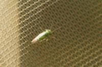 Arytaina genistae