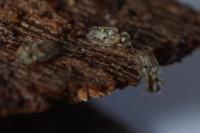 Corythucha ciliata