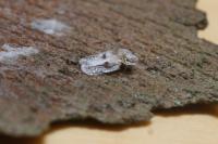 Corythucha ciliata