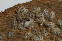 Corythucha ciliata