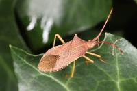 Gonocerus acuteangulatus