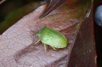 Nezara viridula