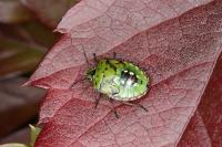 Nezara viridula