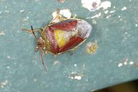 Piezodorus lituratus