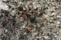 Rhyparochromus vulgaris
