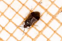 Brachysteles parvicornis