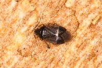Brachysteles parvicornis
