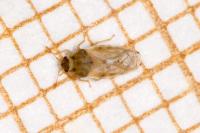 Piesma maculatum