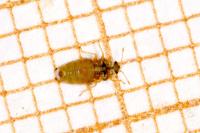 Piesma maculatum