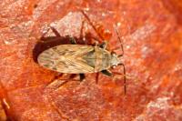 Peritrechus gracilicornis