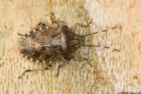 Rhaphigaster nebulosa
