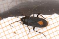 Aphanus rolandri