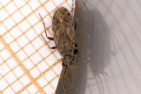Peritrechus gracilicornis