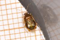 Deraeocoris lutescens