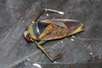 Notonecta maculata