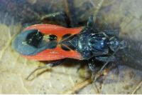 Peirates hybridus