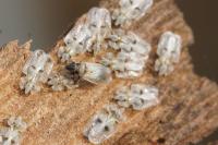 Oxycarenus pallens