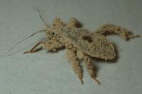 Reduvius personatus