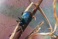Zicrona caerulea