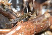 Gerris odontogaster