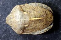 Eurygaster austriaca