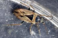 Xanthochilus quadratus