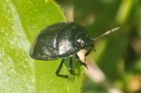 Sehirus