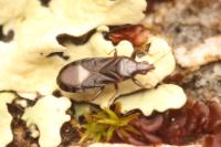 Dufouriellus ater